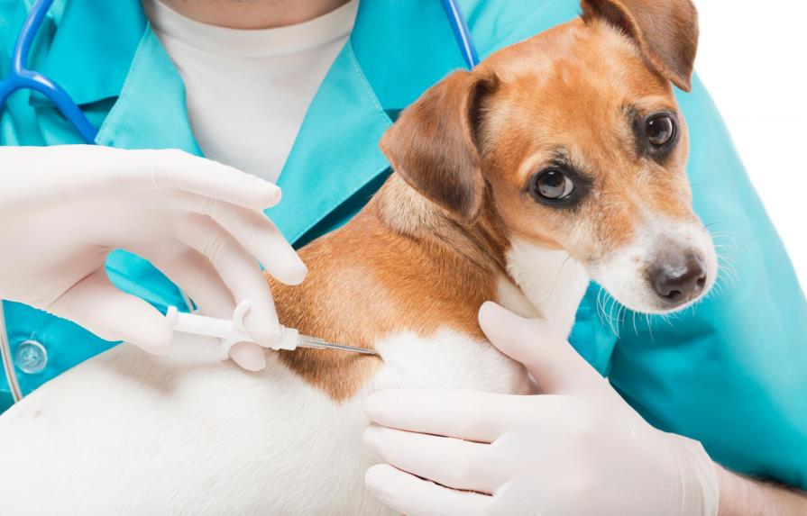 Su perro tuvo una grave reacción a las vacunas: ¿Qué hacer?
