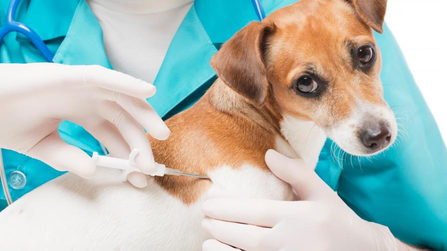 Su perro tuvo una grave reacción a las vacunas: ¿Qué hacer?