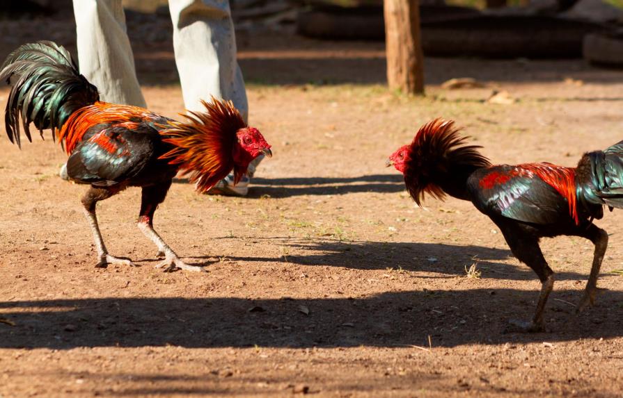 Corte avala prohibición de peleas de gallos en Puerto Rico