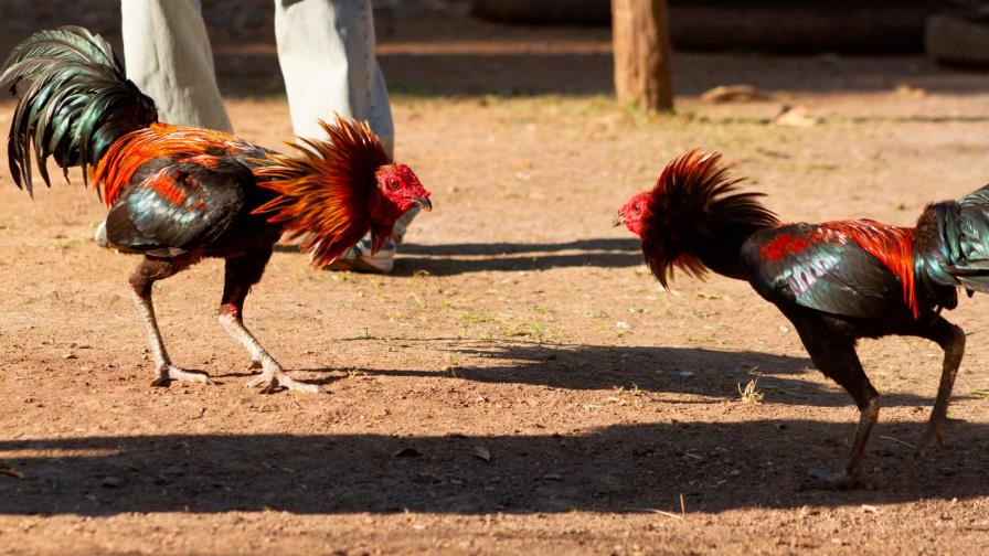 Corte avala prohibición de peleas de gallos en Puerto Rico