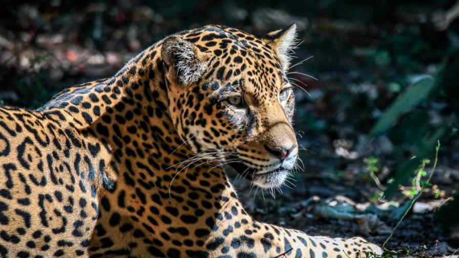 Una anciana se defendió a bastonazos de un leopardo