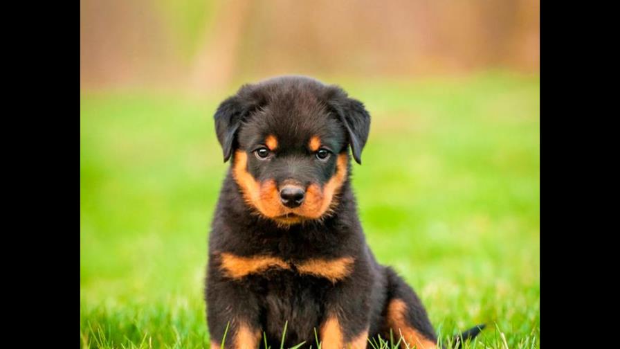 Los dedos suplementarios