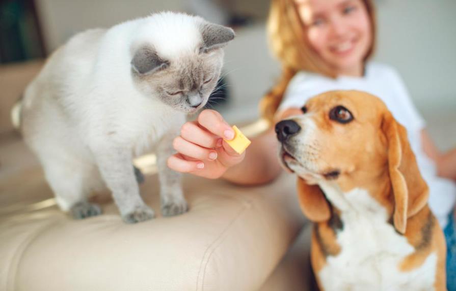 Perros y gatos pueden vivir en armonía: toma nota