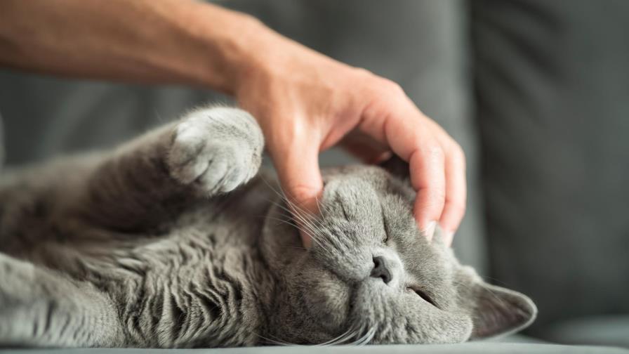 Echó a su novio porque éste quiso deshacerse de su gata