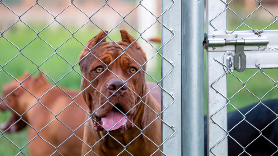 Bebé de 3 años muere al caer de una ventana y ser mutilado por los perros de la familia Bebé de 3 años muere al caer de una ventana y ser mutilado por los perros de la familia