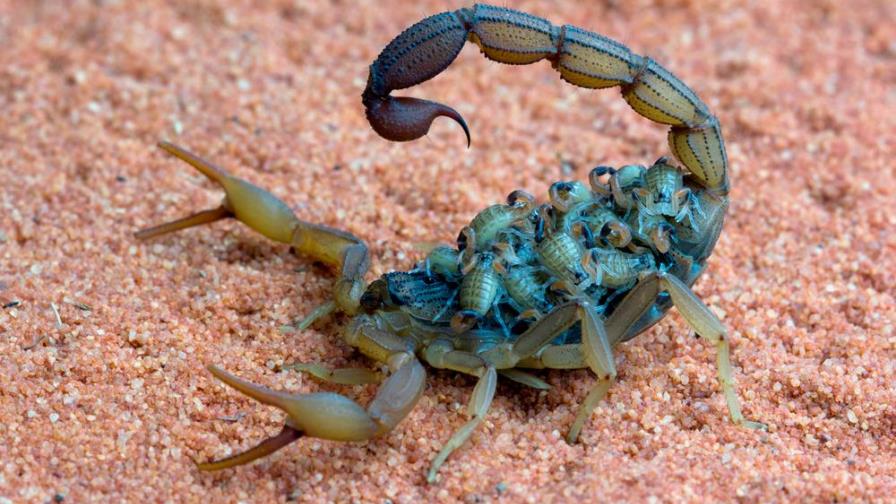 ¡En Egipto llueven escorpiones!