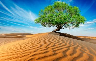 Sorprendente! Se encontraron millones de árboles en el desierto del Sahara  - Diario Libre