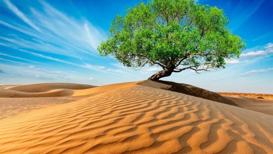 ¡Sorprendente! Se encontraron millones de árboles en el desierto del Sahara