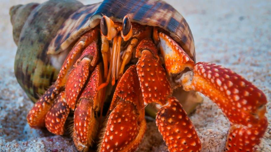  “Sexo seguro”, una cuestión de adaptación para los cangrejos ermitaños