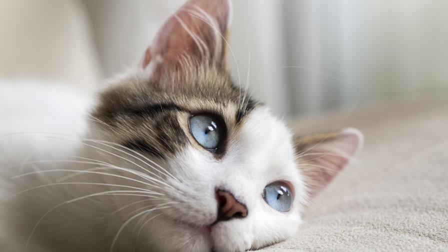 Los gatos, una de las especies más susceptibles al coronavirus