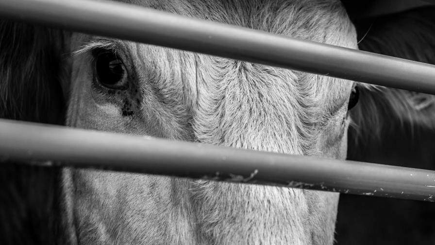 Cierran temporalmente matadero municipal de Miches 