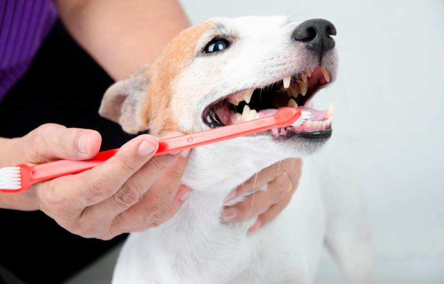Cómo cepillarle los dientes al perro