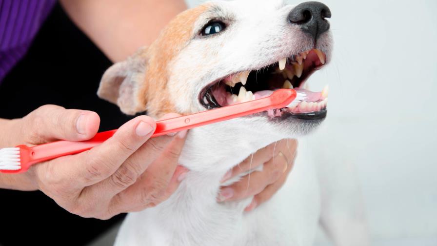 Cómo cepillarle los dientes al perro