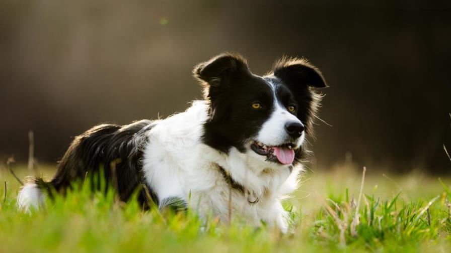 ¡Perro millonario! Heredó 5 millones de dólares luego de que muriera su dueño