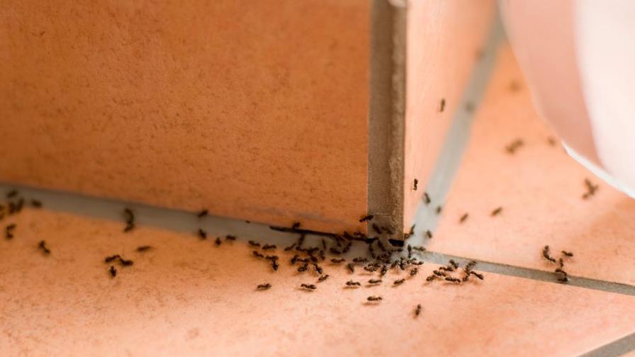 Cómo evitar los insectos en casa Cómo evitar los insectos en casa