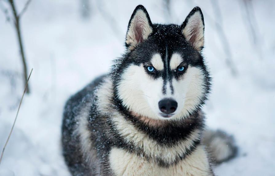 Mascotas: Mira estas bellas fotos y los orígenes de las razas más diversas de perros