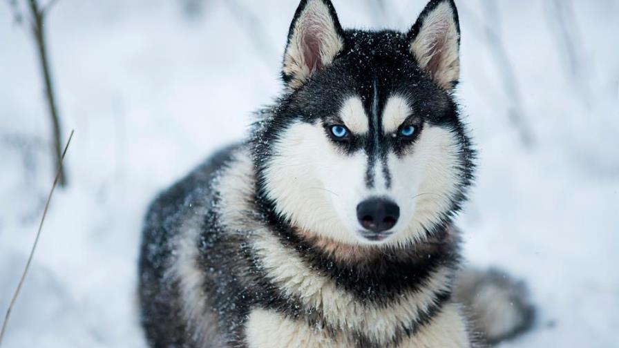 Mascotas: Mira estas bellas fotos y los orígenes de las razas más diversas de perros