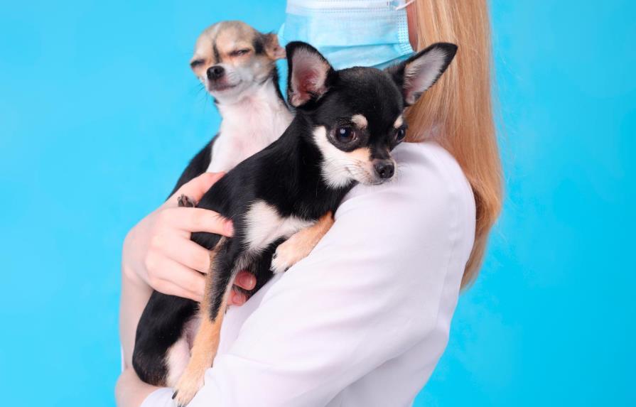 Coronavirus y perros:    “No necesitan mascarillas porque no se contagian”