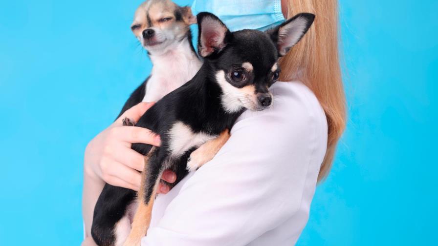 Coronavirus y perros:    “No necesitan mascarillas porque no se contagian”