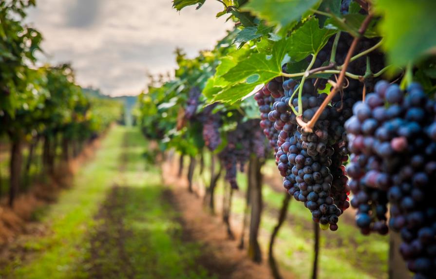 Más de la mitad de viñedos en el mundo están amenazados por el calentamiento