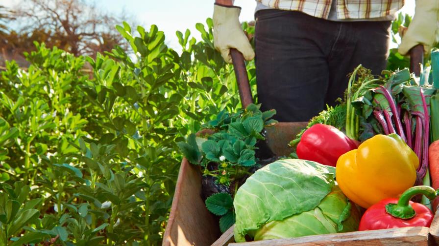 La pandemia empeorará la calidad de la alimentación mundial, según FAO y OCDE