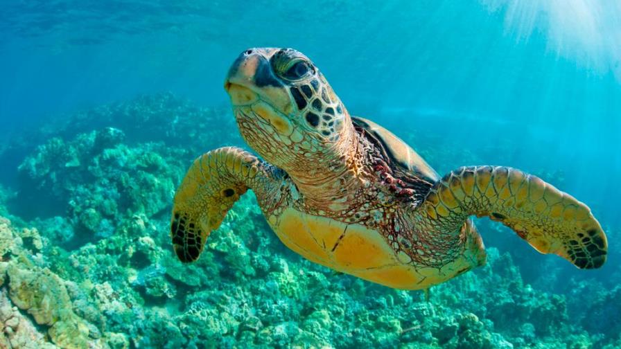 ¡Una tortuga a dieta porque subió de peso en cuarentena!