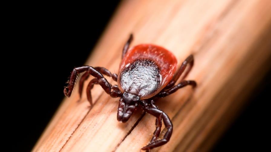 7 síntomas para identificar la enfermedad de Lyme