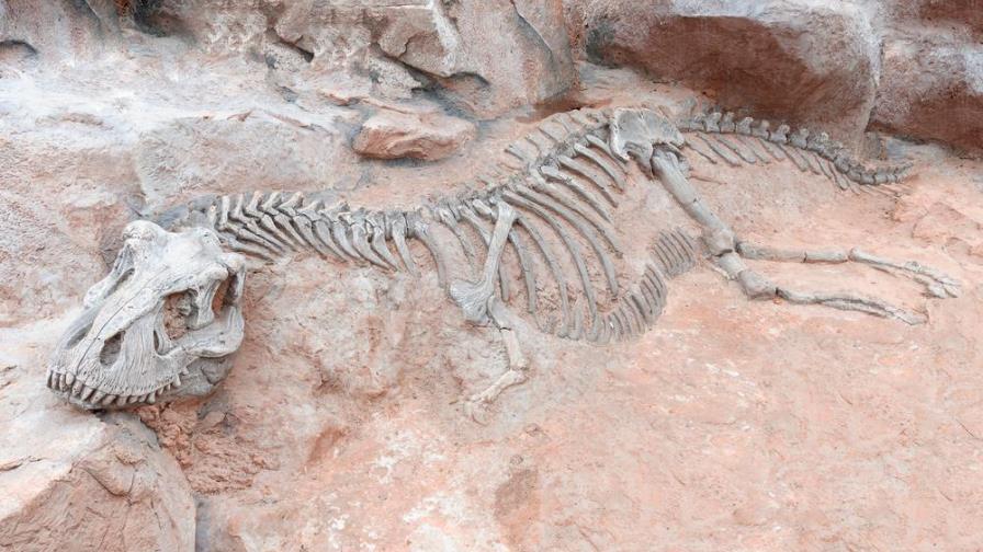 Encuentran restos del que podría ser el dinosaurio más grande de la historia Encuentran restos del que podría ser el dinosaurio más grande de la historia