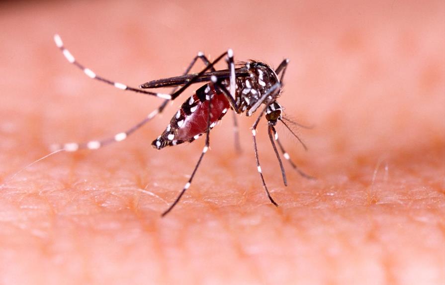 Casos de dengue local siguen aumentando en los Cayos de Florida