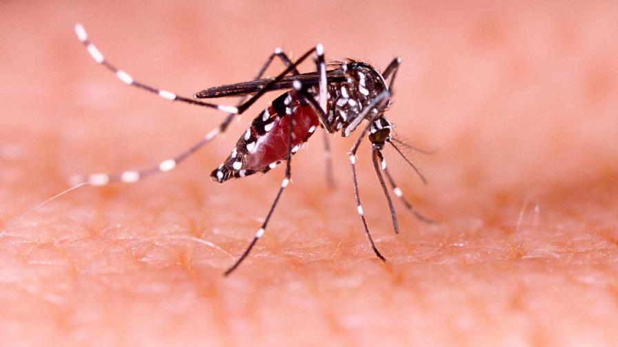 Los Cayos de Florida finalmente probarán los mosquitos de laboratorio Los Cayos de Florida finalmente probarán los mosquitos de laboratorio