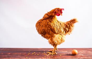 El huevo o la gallina: ¡La física cuántica tiene la respuesta!