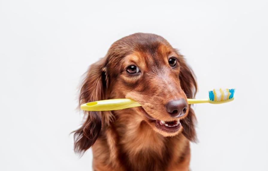 Así puedes limpiar los dientes de tu perro de manera segura