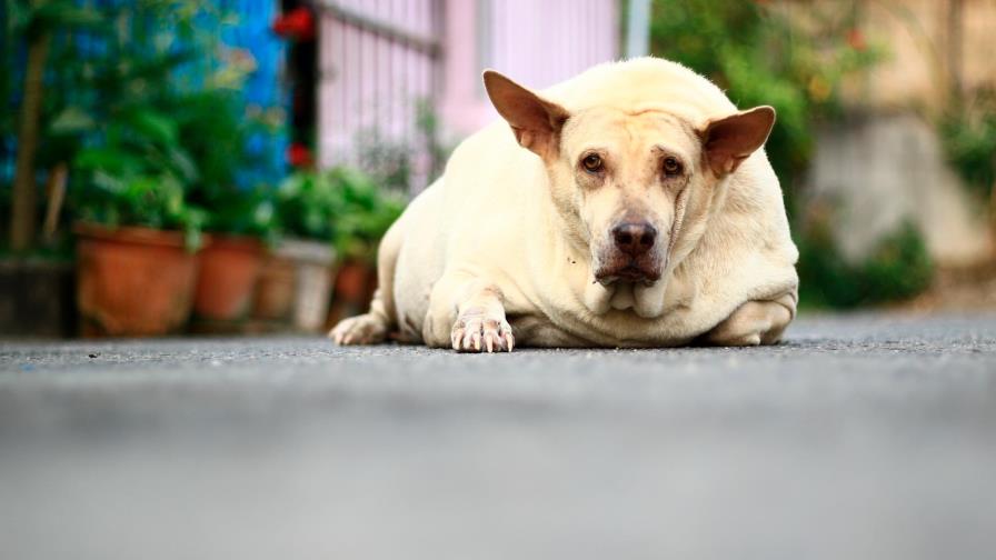 La perra castrada está muy gorda...