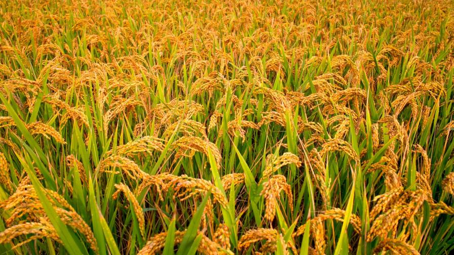 Los superprecios de los granos, un bálsamo para la economía de Argentina