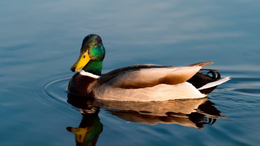¡Es viral! Sacó a pasear a su pato