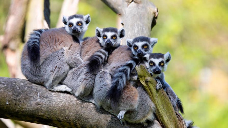Alerta roja para los lémures, el hámster europeo y la ballena negra