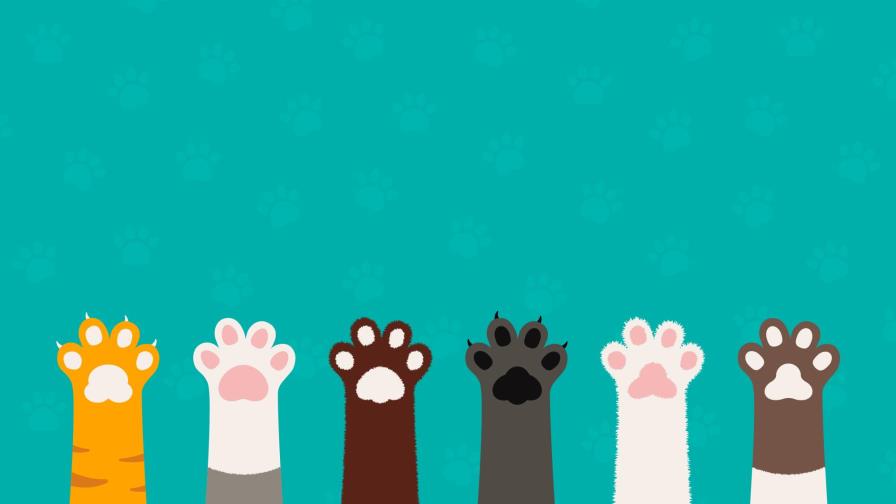 Estos rasgos definen el carácter de los gatos Estos rasgos definen el carácter de los gatos