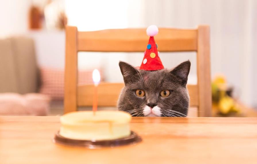 Le festejaron un cumpleaños al gato y terminaron con 15 contagios de COVID-19