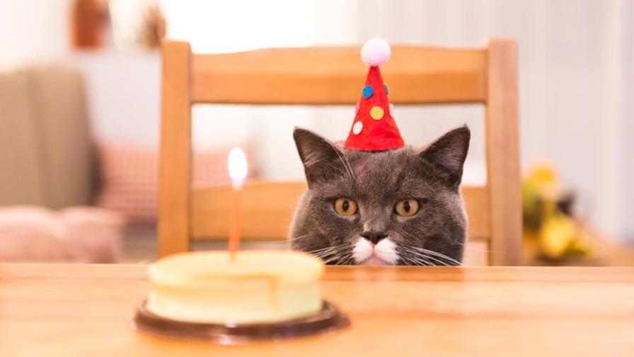 Le festejaron un cumpleaños al gato y terminaron con 15 contagios de COVID-19 Le festejaron un cumpleaños al gato y terminaron con 15 contagios de COVID-19