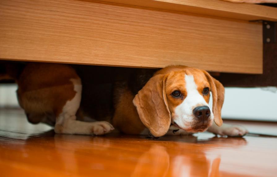 El perro duerme debajo de la cama
