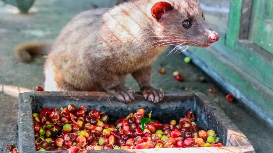 El café más caro del mundo está hecho con ¡heces!
