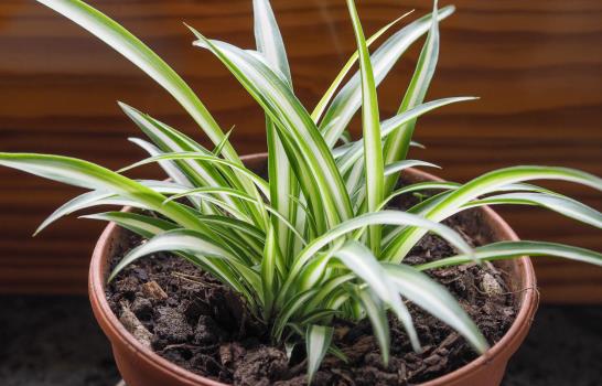 10 plantas que pueden filtrar el aire contaminado de Duquesa