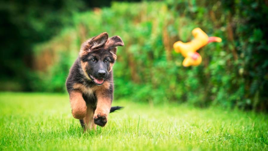 Adiestrar a un pastor alemán Adiestrar a un pastor alemán