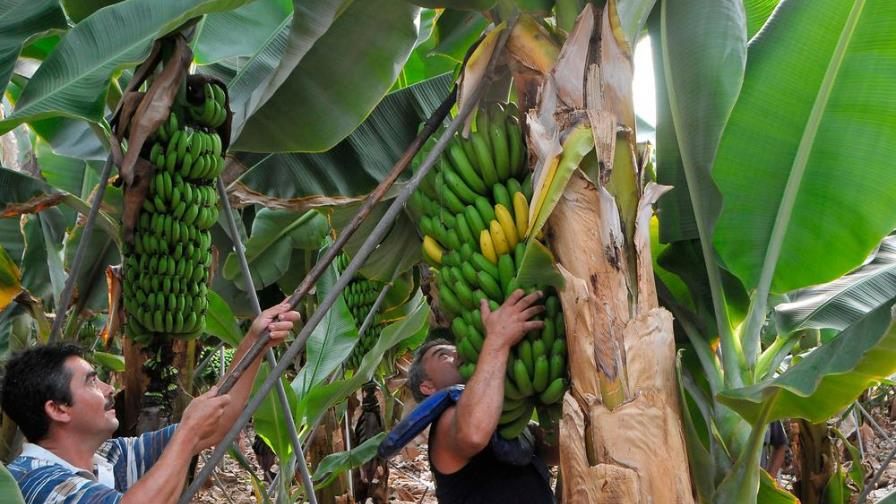 IICA Y CATIE buscan fortalecer alianza para investigación en agricultura
