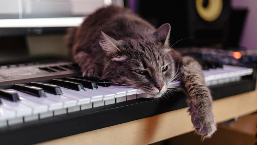 Spotify crea listas de música para mascotas solitarias