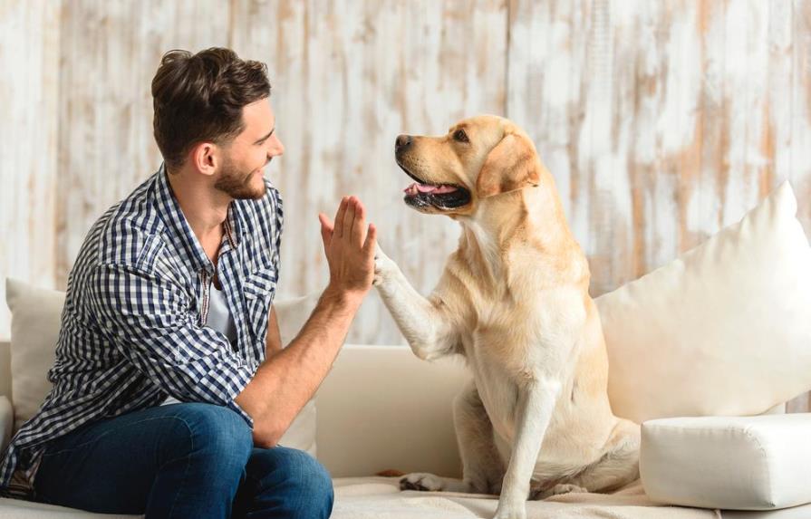 Aprovecha el aislamiento y sigue estos consejos para adiestrar a tu perro