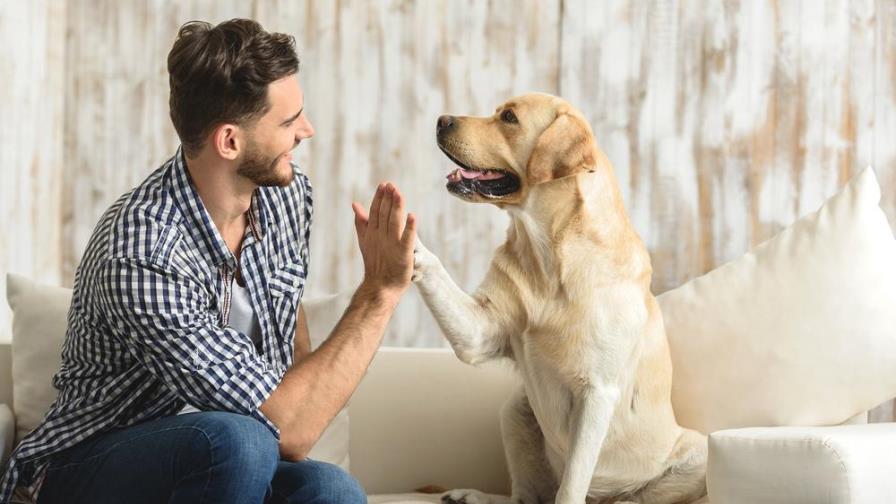 Mantén activa a tu mascota durante la cuarentena