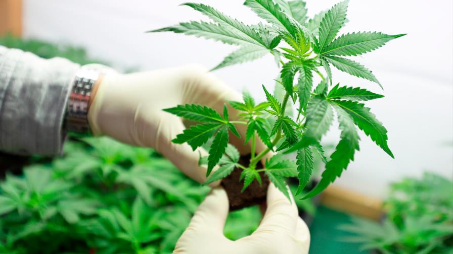 Prisión preventiva contra un hombre que habría sembrado matas de marihuana en su residencia