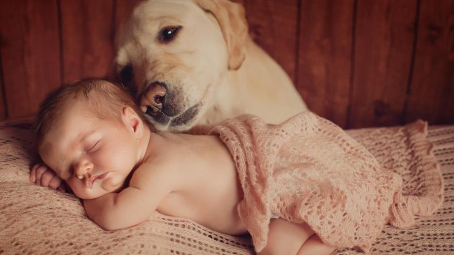 ¿Llega un bebé? Mira cómo puedes preparar a tu mascota