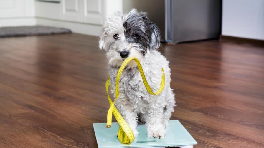 ¿Cuándo dejan de crecer los perros?